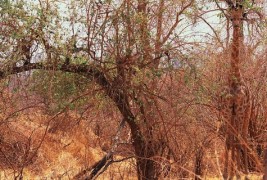 Можете ли да ги пронајдете животните на овие слики?