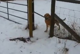 Кој е најголемиот секојдневен проблем на кучињата?