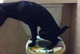 Културно куче кое знае да користи веце шолја