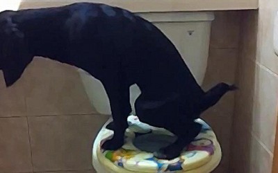 Културно куче кое знае да користи веце шолја