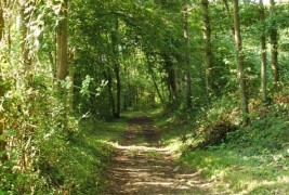 Направете го овој психолошки тест, навистина е забавен! :)