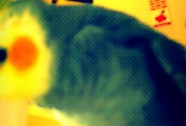 Папагал растура во дабстеп