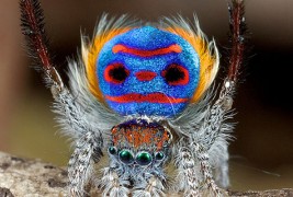 Шарени скокачки пајачиња со додворувачки способности