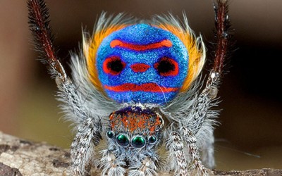 Шарени скокачки пајачиња со додворувачки способности