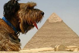 Слатките авантури на Оскар, кучето кое го прошета цел свет