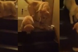 Слатко кученце и неговата прва средба со скалите