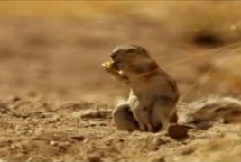 Запознајте ја реалната верзија на верверичката од „Ледено доба“