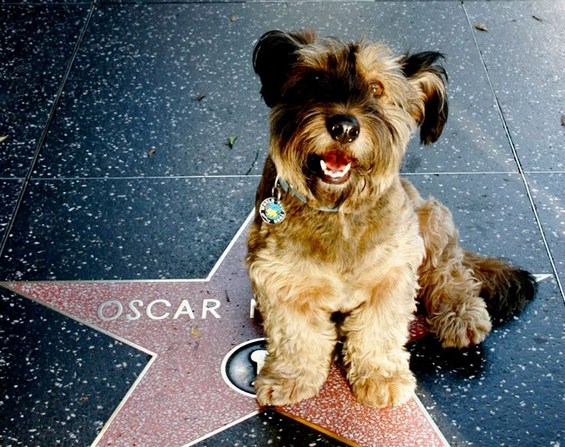 Слатките авантури на Оскар, кучето кое го прошета цел свет
