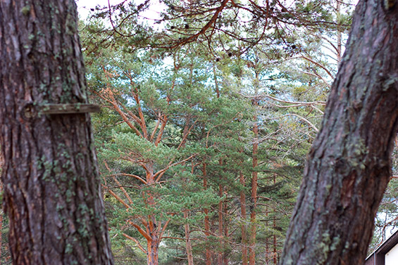 Зимска пладневна прошетка покрај Беровско Езеро