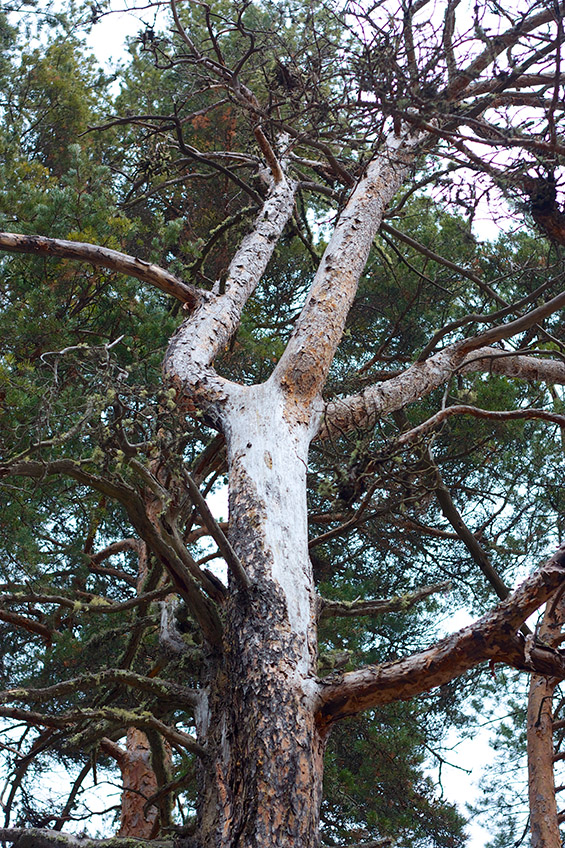 Зимска пладневна прошетка покрај Беровско Езеро