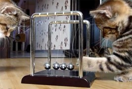 10 совети од една мачка за како да бидете подобар родител