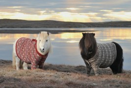 2 пони коњчиња облечени во џемпери го промовираат шкотскиот туризам
