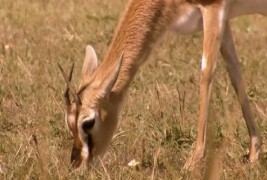 Реклама за помагање на пријател во неволја
