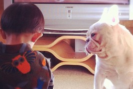 Слатко пријателство помеѓу Јапонче и француски булдог