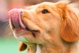 Зошто кучињата си го лижат носот?