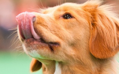 Зошто кучињата си го лижат носот?