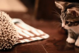 Интересна средба помеѓу маче и еже