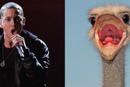 Како ќе изгледаа познатите пејачи ако беа птици? :)