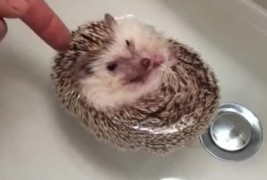 Како се капе домашно еже?