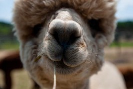 Кој има најдобра фризура помеѓу животните