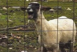 Кози кои врискаат како луѓе