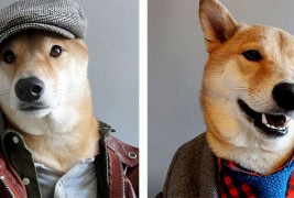 Куче дотерано во машка дизајнерска облека