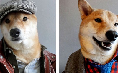 Куче дотерано во машка дизајнерска облека