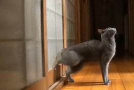 Мачка тропа на врата за да ѝ отворат