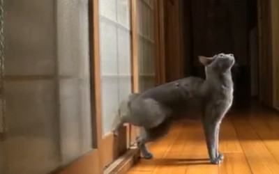Мачка тропа на врата за да ѝ отворат