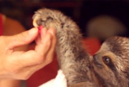 Мрзливец ѝ подарува цвет на девојка