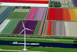 Прекрасните колоритни полиња со лалиња во Холандија