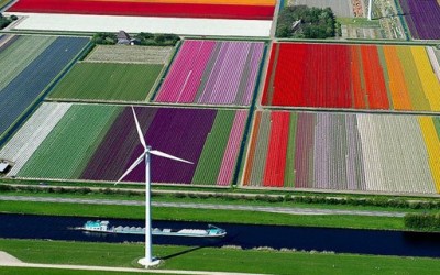 Прекрасните колоритни полиња со лалиња во Холандија