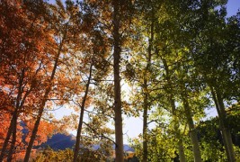 Разнобојните дрвја во Колорадо