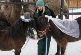 Силвер и Зорка засекогаш - пони коњчиња кои стапија во брак
