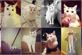 Слаткиот мачор со веѓи