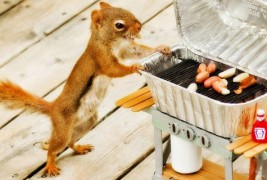 Слатките верверички во дворот на една фотогрфака