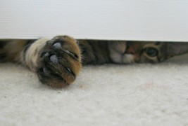 Снаодлива мачка која не сака да седи сама