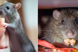 Вистинска приказна: Како уличен стаорец им ја спасил врската