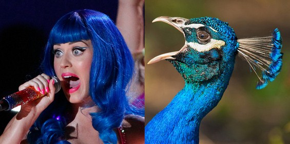 Како ќе изгледаа познатите пејачи ако беа птици? :)