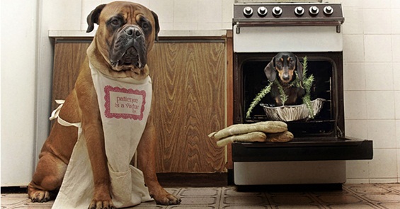 Неодоливи и хумористични фотографии со кученца