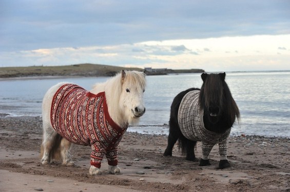 2 пони коњчиња облечени во џемпери го промовираат шкотскиот туризам