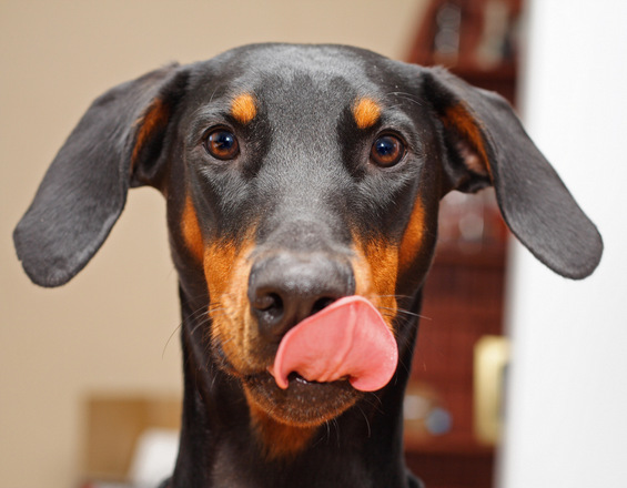 Зошто кучињата си го лижат носот?
