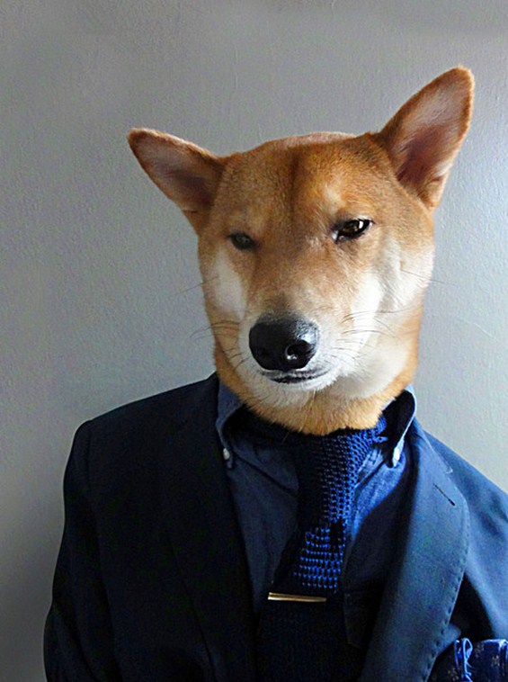 Куче дотерано во машка дизајнерска облека