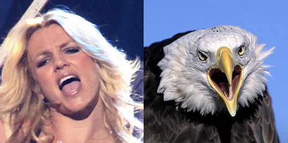 Како ќе изгледаа познатите пејачи ако беа птици? :)