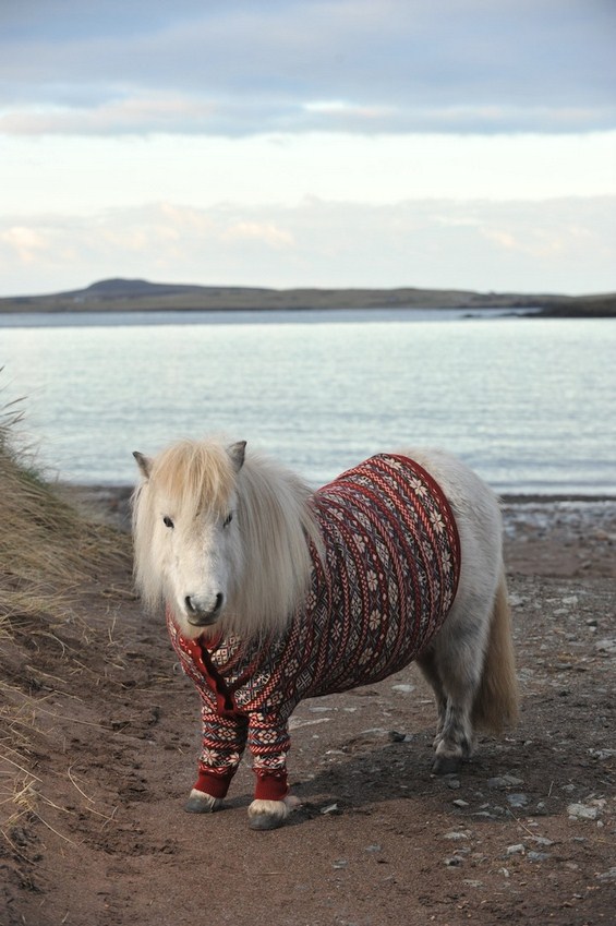 2 пони коњчиња облечени во џемпери го промовираат шкотскиот туризам