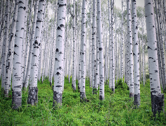 Разнобојните дрвја во Колорадо