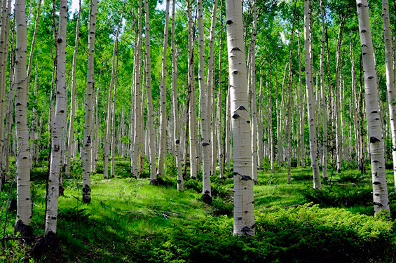 Разнобојните дрвја во Колорадо