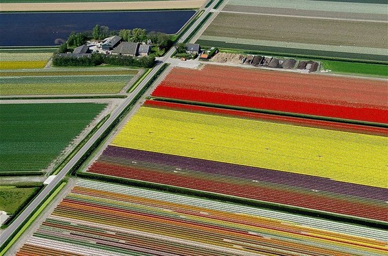 Прекрасните колоритни полиња со лалиња во Холандија
