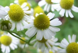 7 природни лекови против пролетните алергии