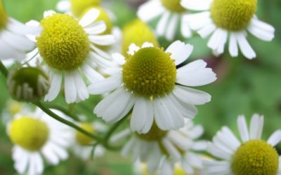 7 природни лекови против пролетните алергии